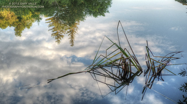 Reeds and redwoods, Malibu Creek State Park