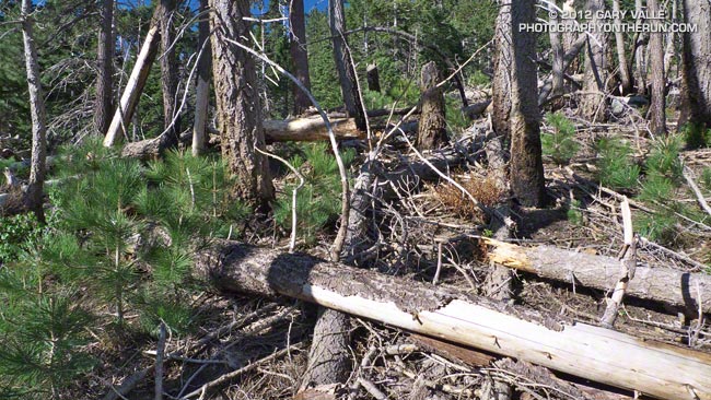 Area near Mt. Islip burned in the 2002 Curve Fire