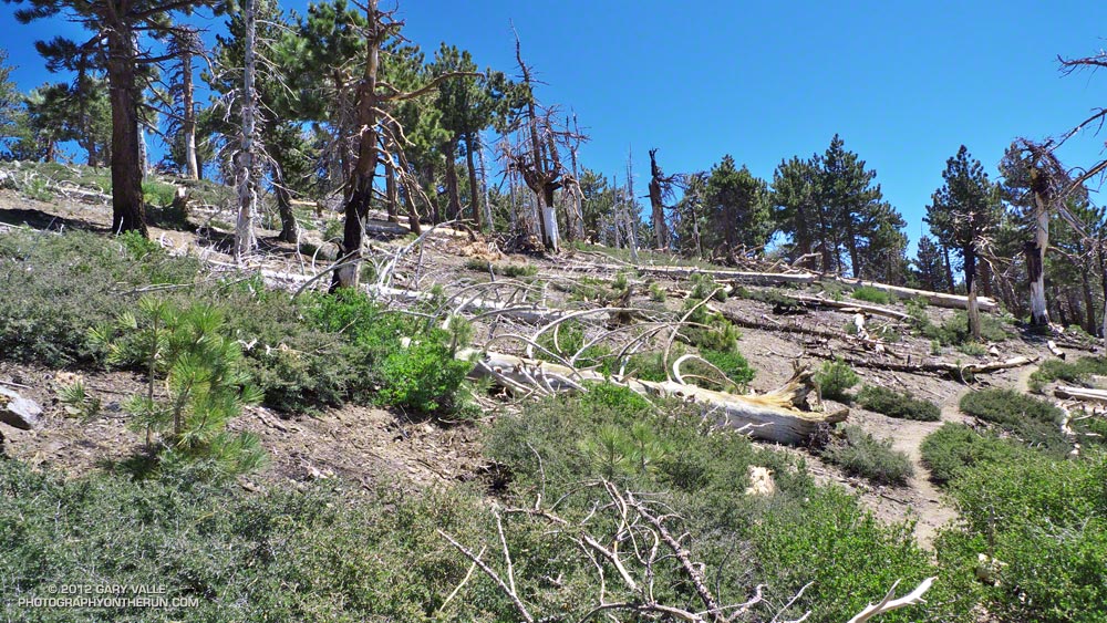 Young trees along the Pacific Crest Trail near Throop Peak in an area of Angeles National Forest burned in the 2002 Curve Fire. Photographed May 27, 2012.