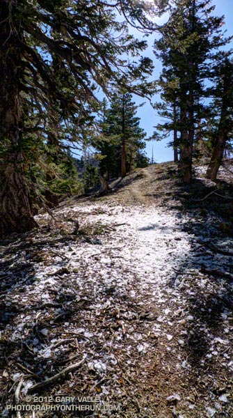 Rime shedding from the trees along the Pacific Crest Trail west of Mt. Hawlins. May 27, 2012.