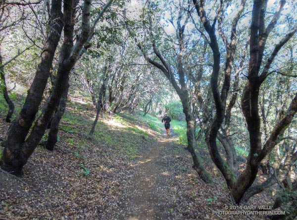 Running through oaks on the PCT during the Leona Divide 50 mile ultrarun.