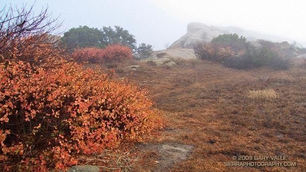 Rain soaked poison oak and clearing clouds.