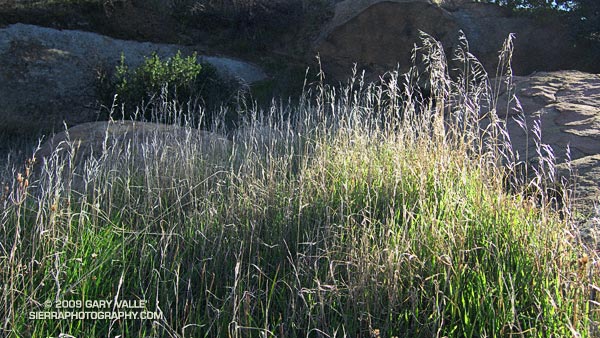 Greening grass at Sage Ranch Park