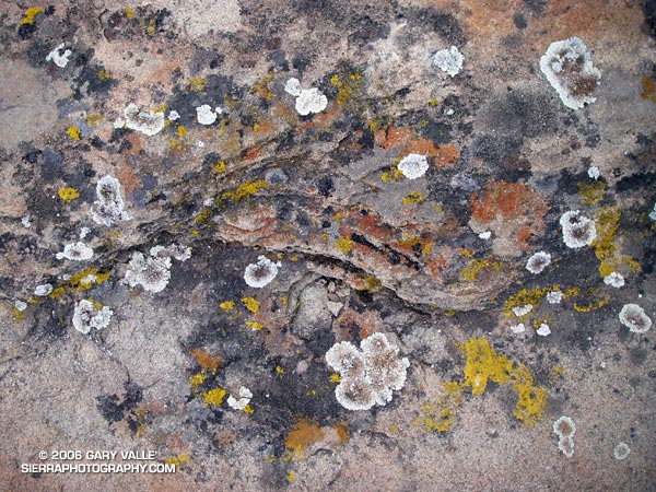 Lichens on Chatsworth Formation sandstone at Sage Ranch.