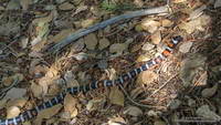 San Bernardino mountain kingsnake on Pleasant View Ridge in the San Gabriel Mountains