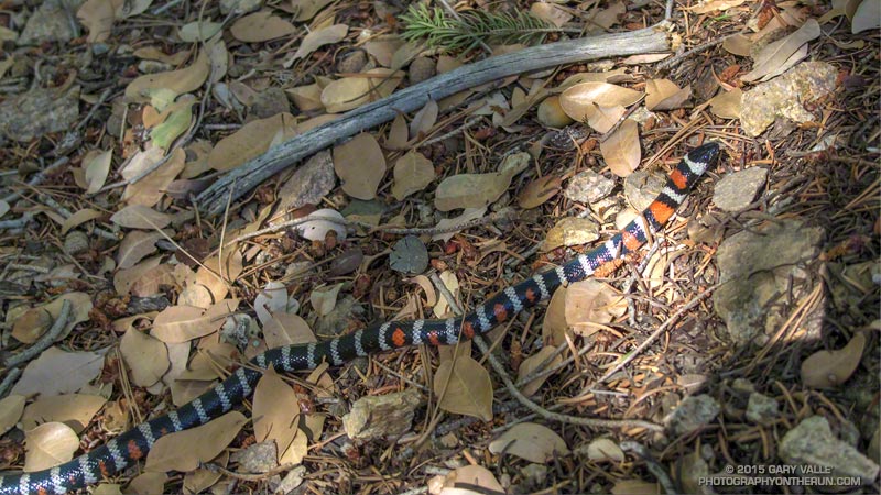 A California mountain kingsnake photographed on Pleasant View Ridge in the San Gabriel Mountains. Based on its range this snake likely belongs to the San Bernardino mountain kingsnake pattern class, Lampropeltis zonata parvirubra.
