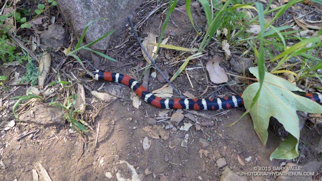 California mountain kingsnake along the Garapito Trail in the Santa Monica Mountains