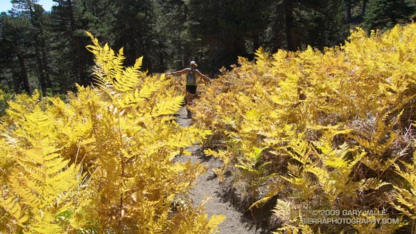 Autumn trail running along Wellman Cienega in the San Jacinto Wilderness.