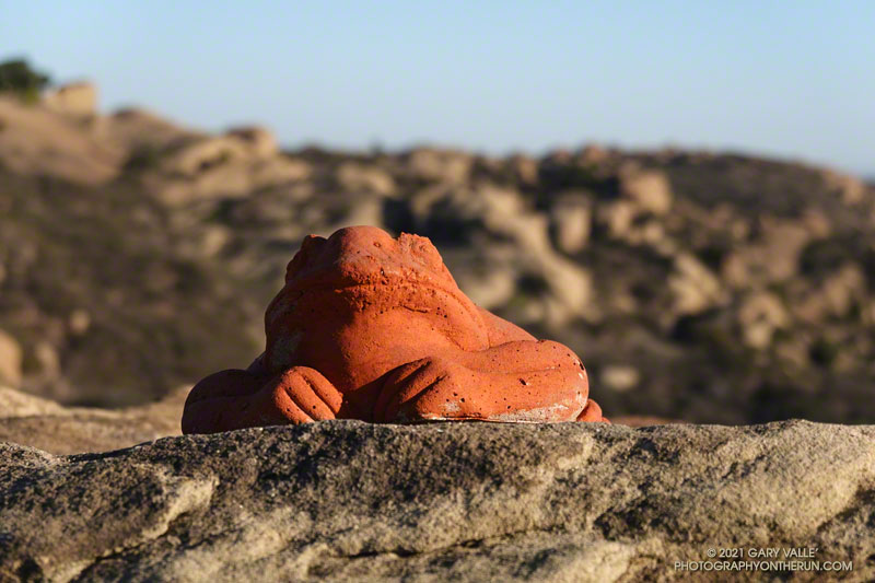 Santa Susana Red-Backed Gliding Bullfrog