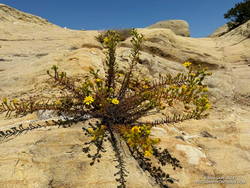 Santa Susana tarweed along the Backbone Trail, east of the Corral Canyon Trailhead.