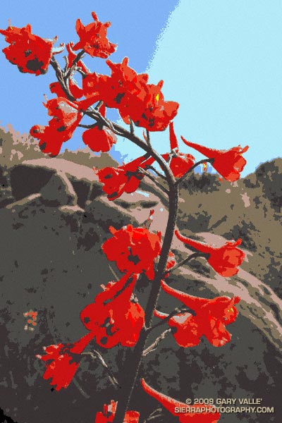 Scarlet larkspur (Delphinium cardinale)