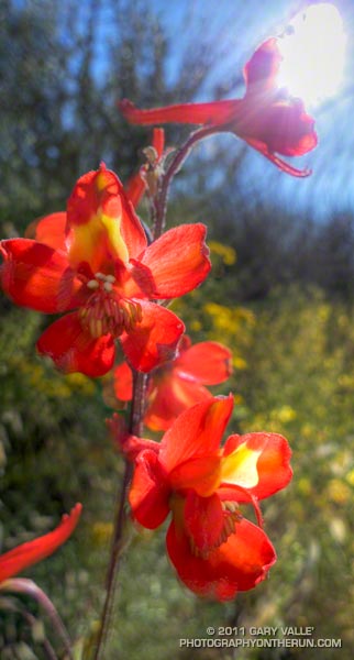 Scarlet larkspur (Delphinium cardinale)