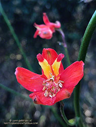 Scarlet larkspur along the Garapito Trail in the Santa Monica Mountains.