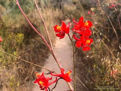 Scarlet larkspur along the Santa Ynez Canyon Trail.