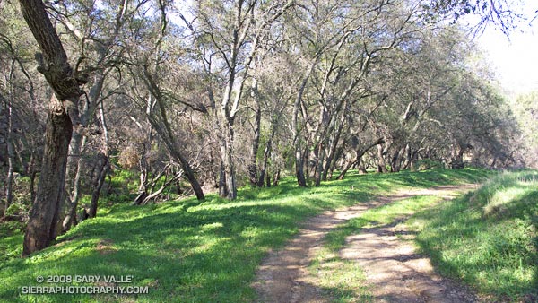 Oaks along the route to Simi Peak.