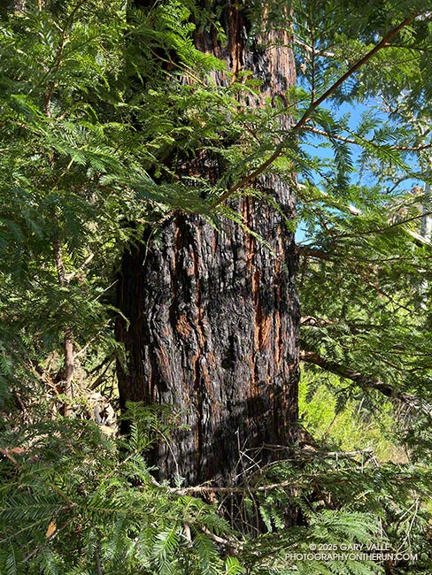 Coast redwood in Malibu Creek State Park scorched by the 2018 Woolsey Fire
