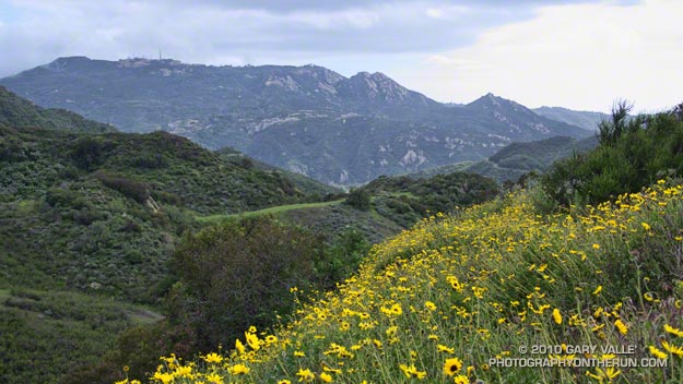 Bush sunflowers along the Secret Trail