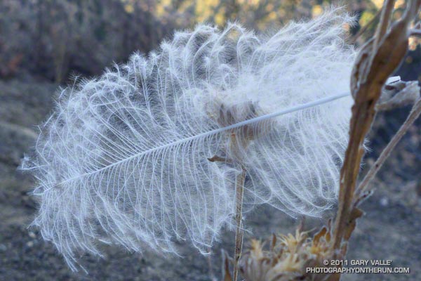Semiplume feather along the Secret Trail in Calabasas, California.