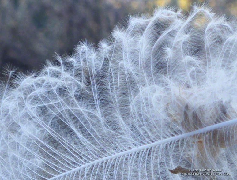 A semiplume feather looks like it is a blend of a contour feather and a down feather. Like a contour feather it has a supportive shaft, but like a down feather it has filamentary branches (barbs) and branchlets (barbules).