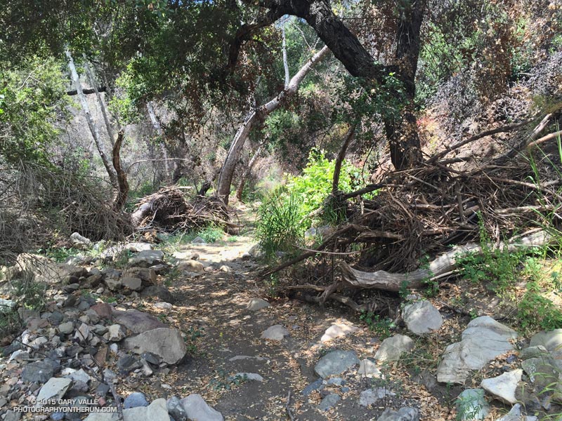 The debris piled against the trees is an indication of the depth of flow in Serrano Canyon during the flash flood in the early morning hours of Friday, December 12, 2014.