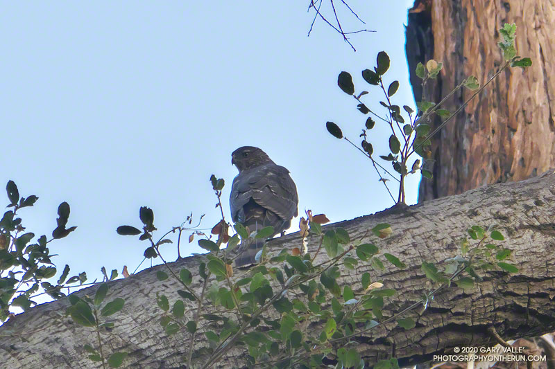 A much-enlarged image of what appears to be a Sharp-shinned Hawk along the Forest Trail in Malibu Creek State Park. Distinguishing between a Sharp-shinned and Cooper's Hawk can be difficult.