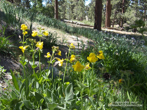 Yellow monkeyflower and western blue flag (iris) at Sheep Camp.