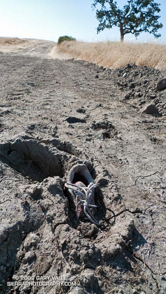 Running shoe stuck in the mud at Ahmanson Ranch.