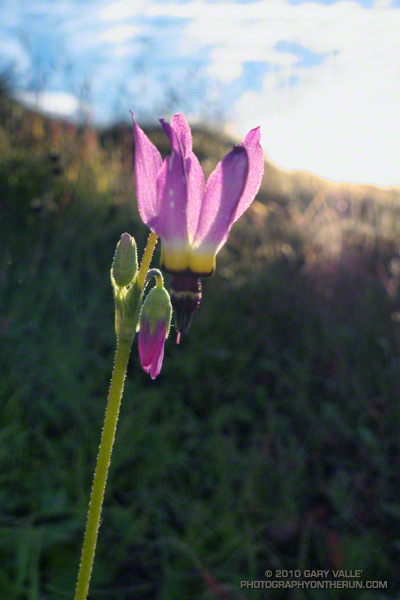 Shooting stars (Dodecatheon clevelandii) blooming in Sage Ranch Park. November 30, 2010.