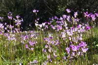 Padre's shooting star (Primula clevelandii) along the Backbone Trail below the Mishe Mokwa Trailhead.