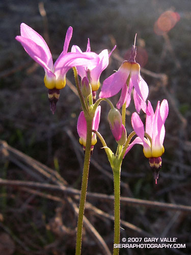 Shooting stars (Dodecatheon clevelandii) at Sage Ranch Park, in the Simi Hills, northwest of Los Angeles.