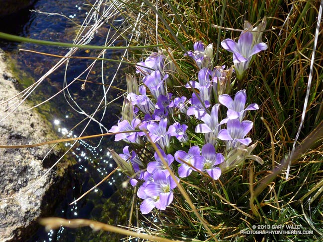 Sierra gentian along an inlet stream to High Lake. (thumbnail)