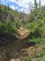 Restored Silver Moccasin Trail above West Fork