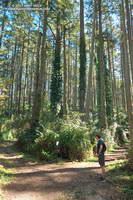 Towering Douglas firs at the junction of the Old Pine Trail and Sky Trail.