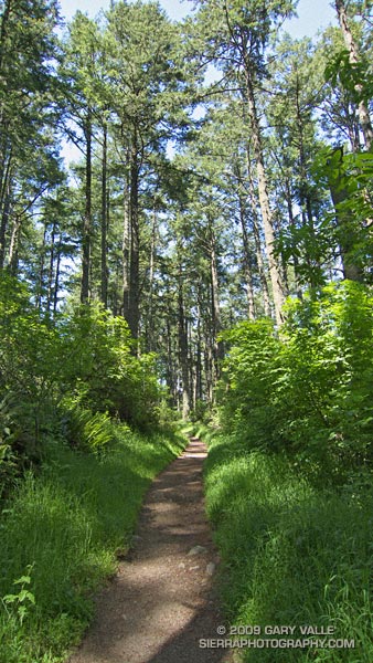 Lush Douglas fir forest along the Sky Trail in Pt. Reyes National Seashore.