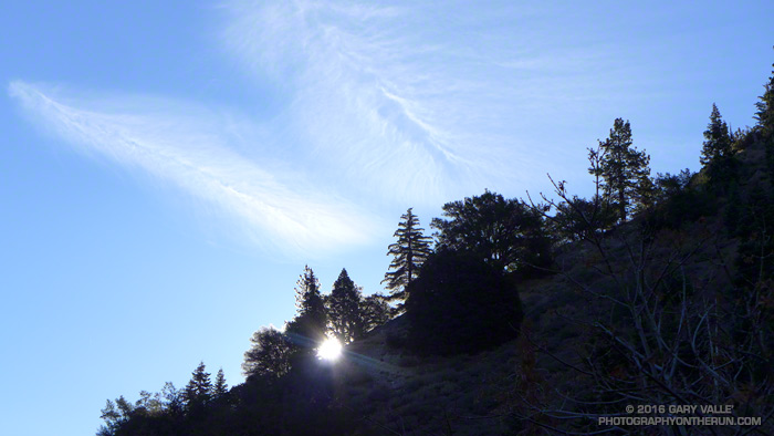 Trees silhouetted by the early morning sun on a ridge above the Manzanita Trail.