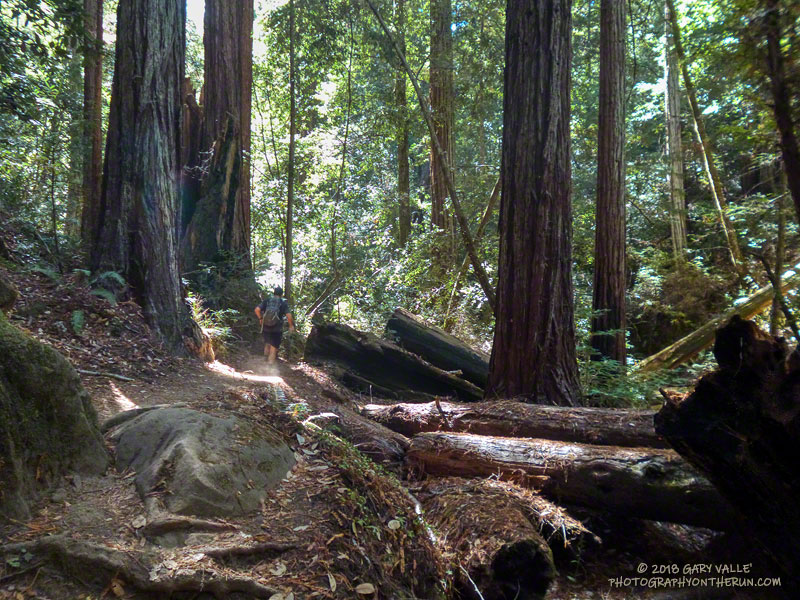 Towering redwoods along the Skyline to the Sea Trail, Big Basin Redwoods State Park