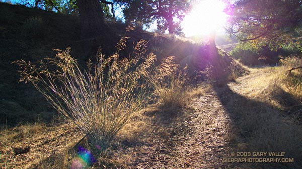 Introduced into California over a century ago, smilo is a drought resistant grass that has been used for pasture, and for erosion control following fires.