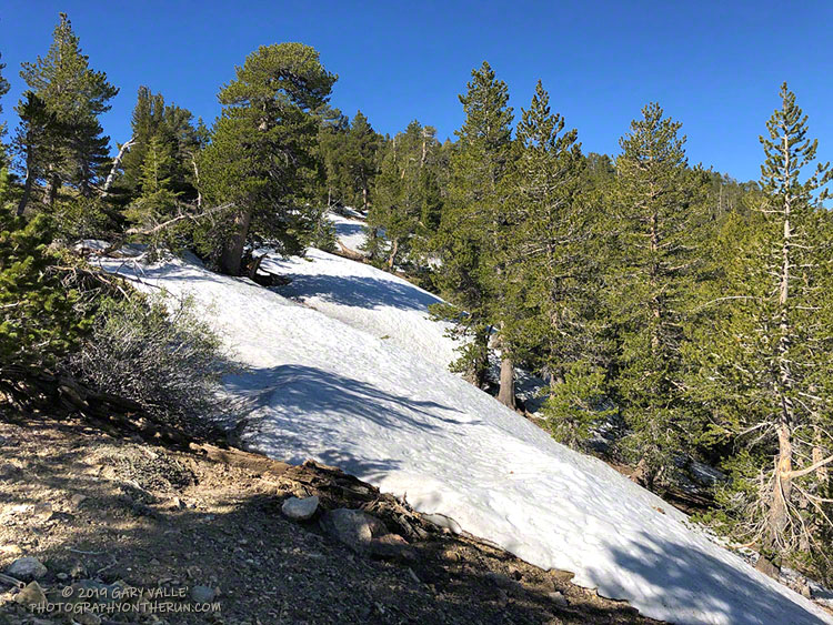 Snow at 8750' near the junction of the PCT and Dawson Saddle Trail in the San Gabriel Mountains, near Los Angeles. June 8, 2019.