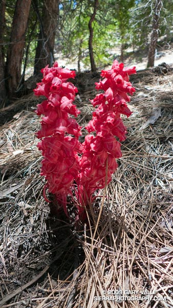 Snow plant