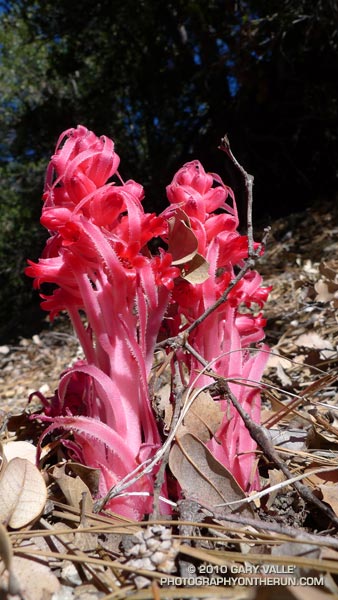 Snow plant in the San Gabriel Mountains, near Los Angeles.