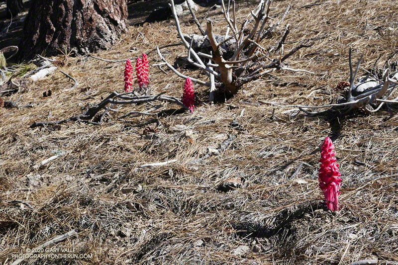 Snow plant under a Jeffrey pine on the slopes of Throop Peak. There is a relationship between the Jeffrey pine, a fungus associated with its roots, and the snow plant.