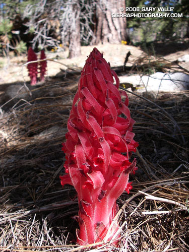 Snow Plant (Sarcodes sanguinea) is so different from the norm that each encounter is memorable.