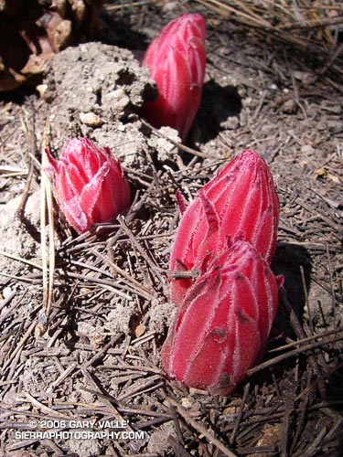 Snow plant pushing up through detritus.