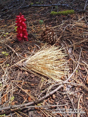 A snow plant and other forest floor elements highlighted by a shaft of sunlight.