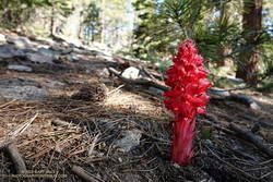 Snow plant along the Vincent Tumamait Trail