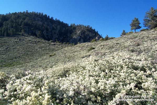 Snowbush on the Pacific Crest Trail near Islip Saddle.