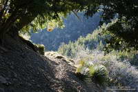 South Fork Trail below Islip Saddle