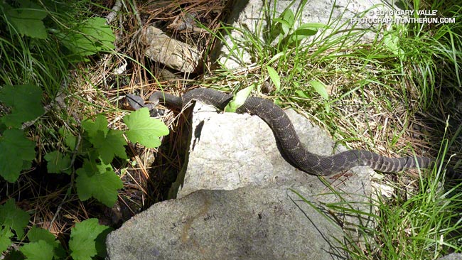 Southern Pacific rattlesnake on the Burkhart Trail below Buckhorn at about 6200 feet in the San Gabriel Mountains