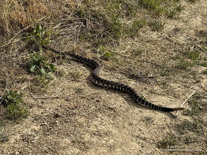 A Southern Pacific rattlesnake on the dirt road above the Victory Trailhead of Upper Las Virgenes Canyon Open Space Preserve (Ahmanson Ranch).