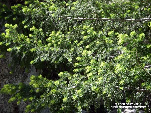 New growth on a Big Cone Douglas Fir (Pseudotsuga macrocarpa) in the San Gabriel Mountains.